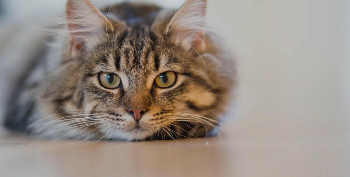 Close up of a tortoiseshell cat looking at you