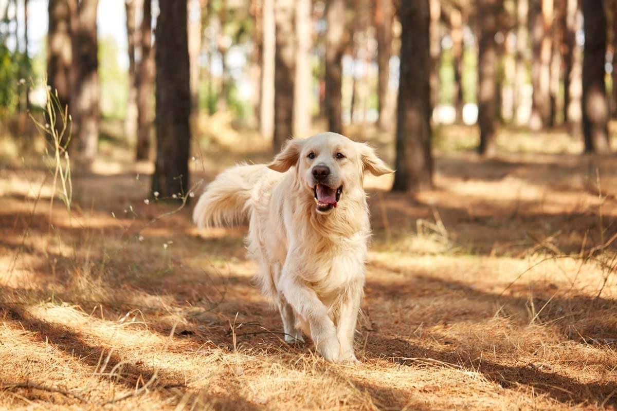dog in the woods