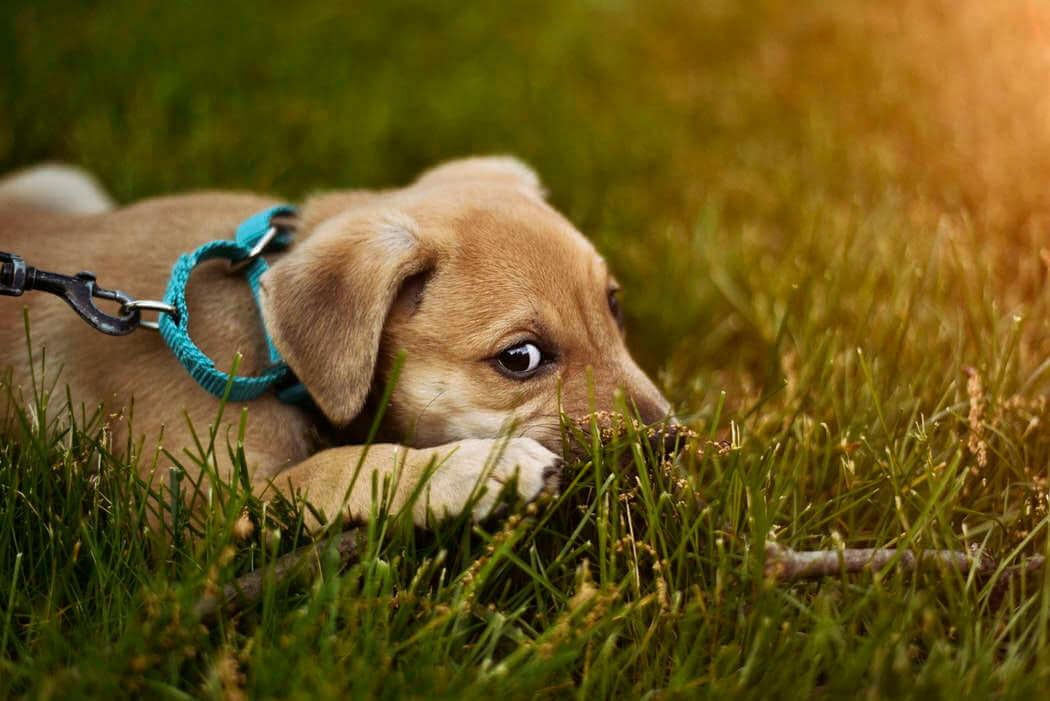 Dog lying in grass and looking sheepishly at you
