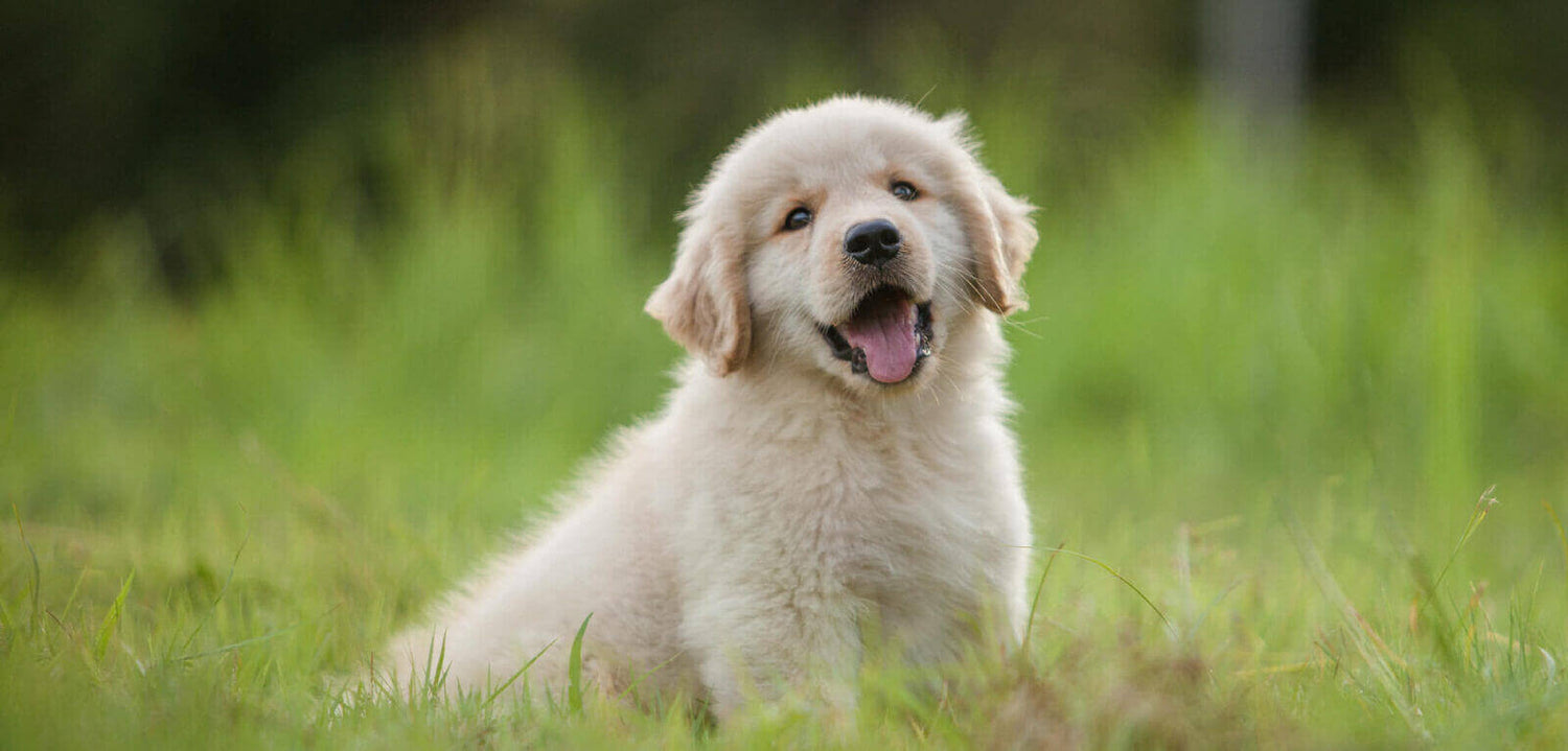 What_to_do_if_you_have_a_sick_puppy