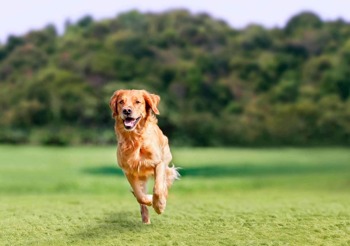 dog running