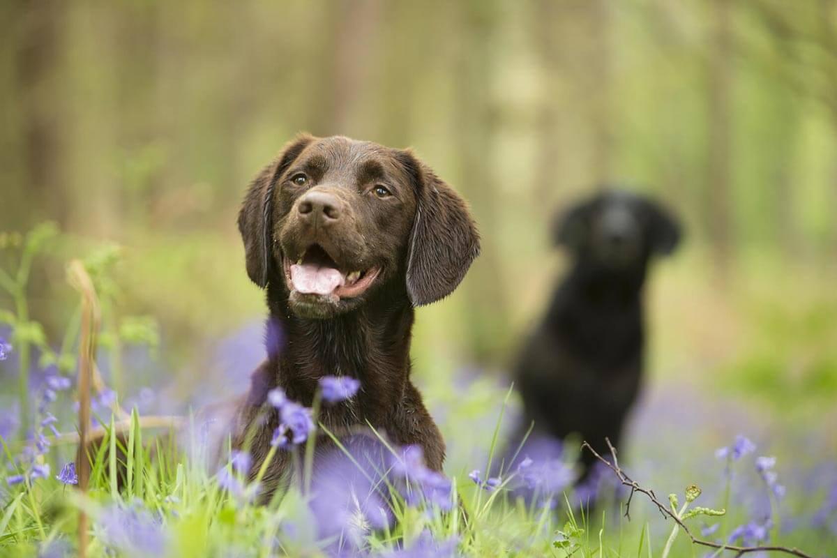 dogs in a field