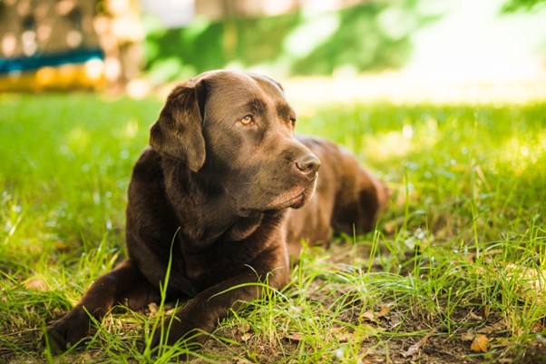 A dog laying on the grass.