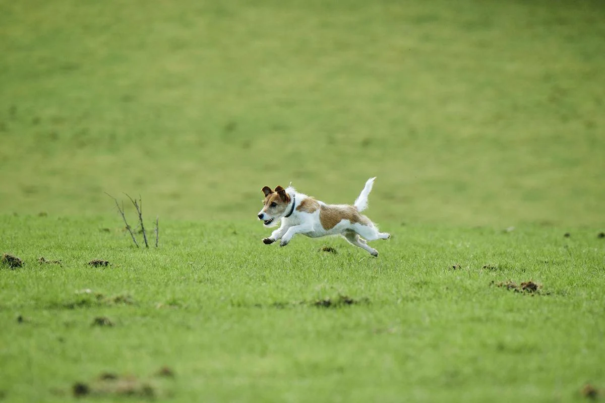 dogs in a field