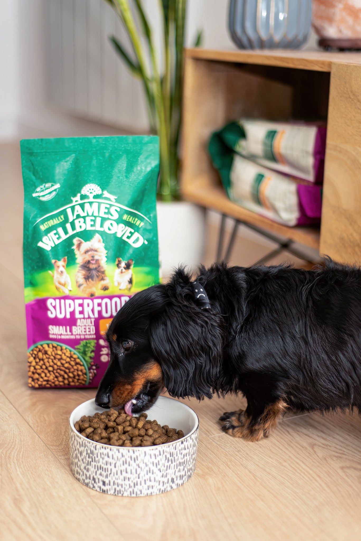 Dog eating superfood 