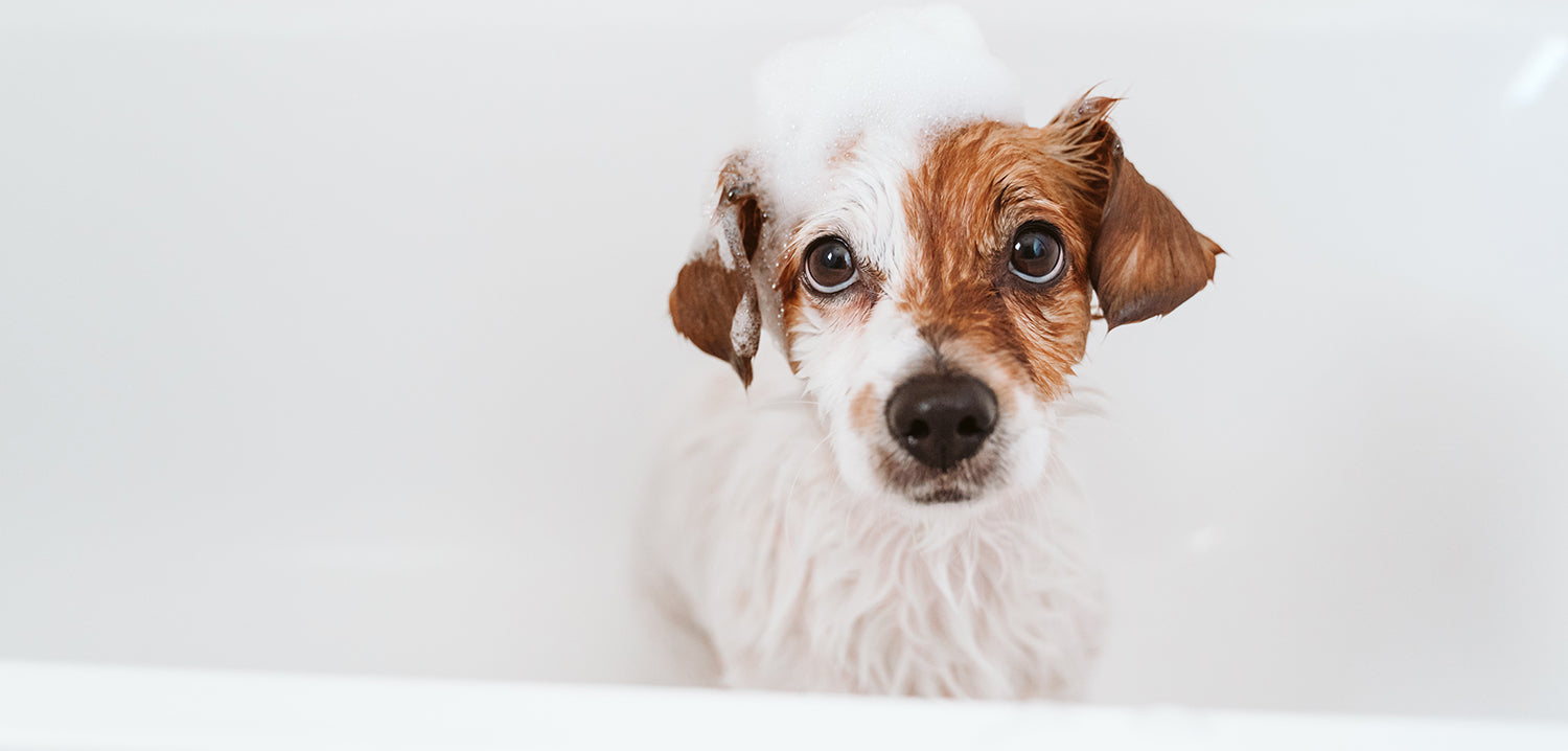 small brown and white puppy in bath