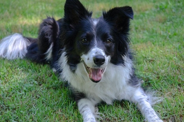 Black and white dog with black spots on face