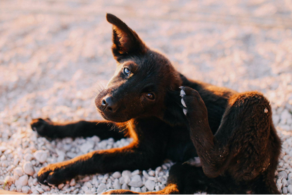 Brown dog sat on pebbles scratching its ear