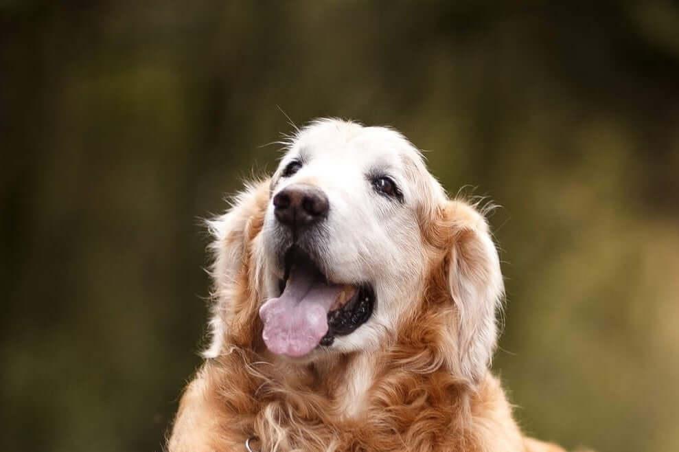 dogs head