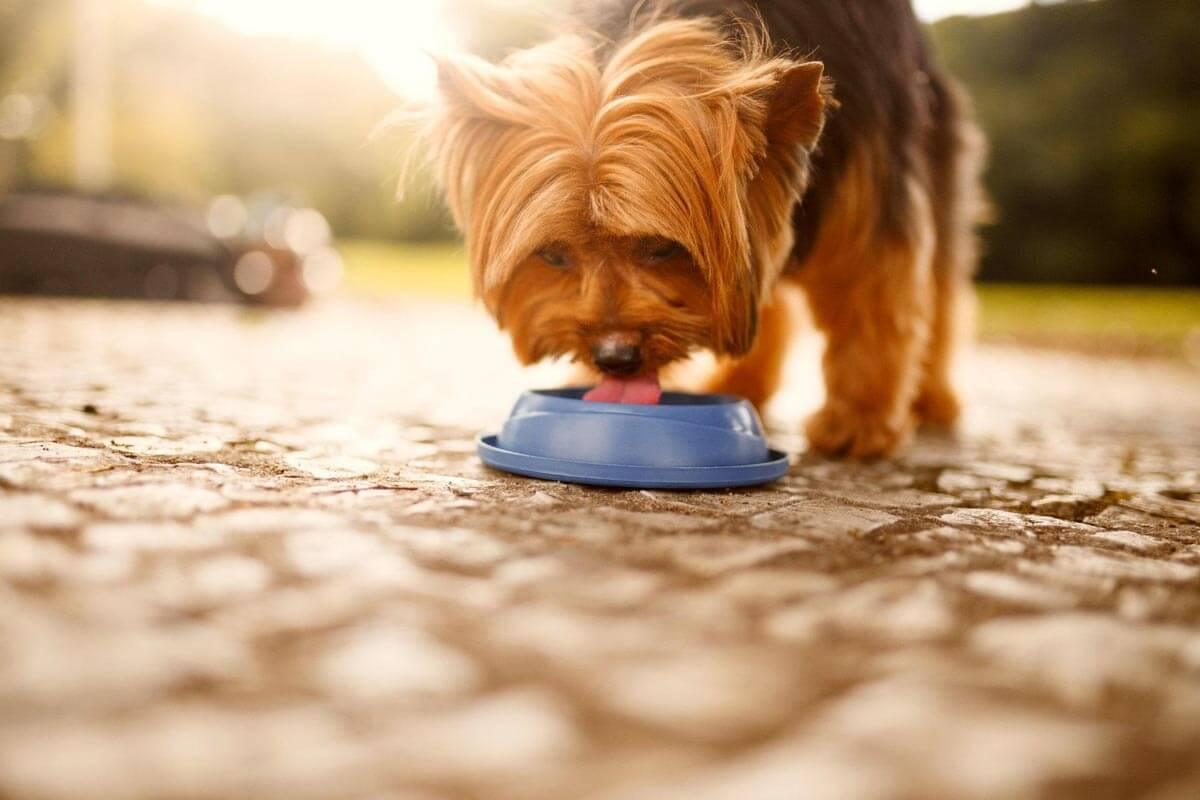 dog drinking