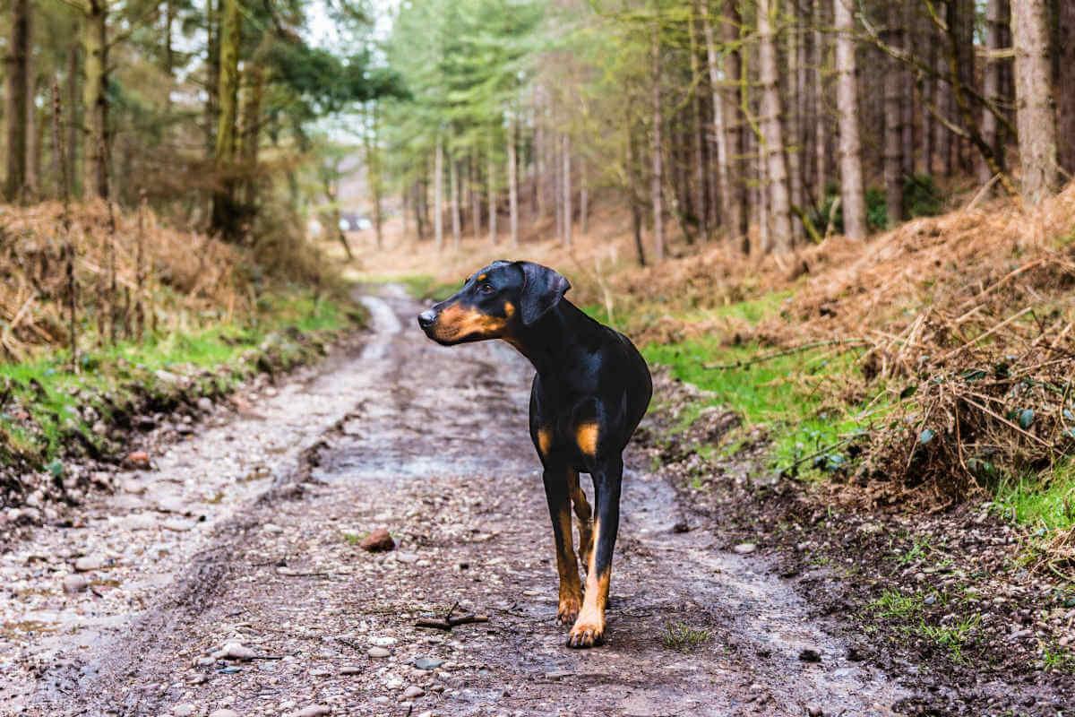 Can a dog eat cheese? - James Wellbeloved UK