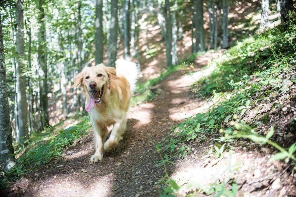 dog on path