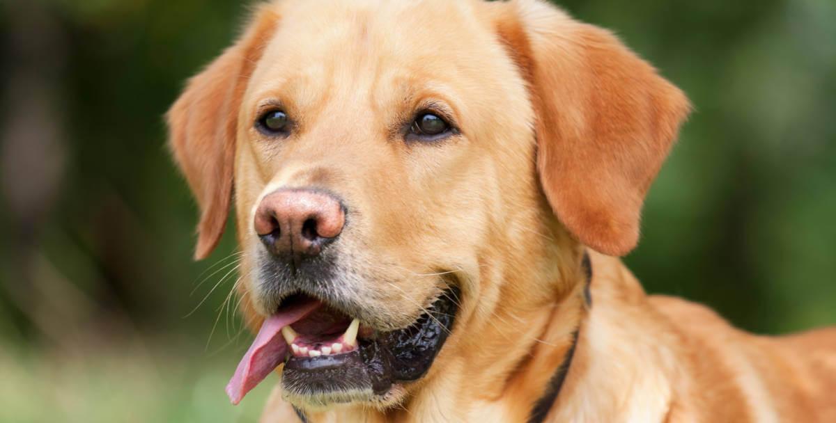 Close up of a dog licking it's lips