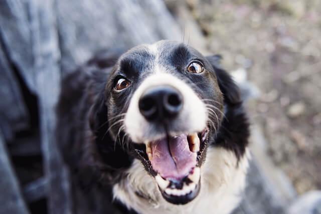dog looking up