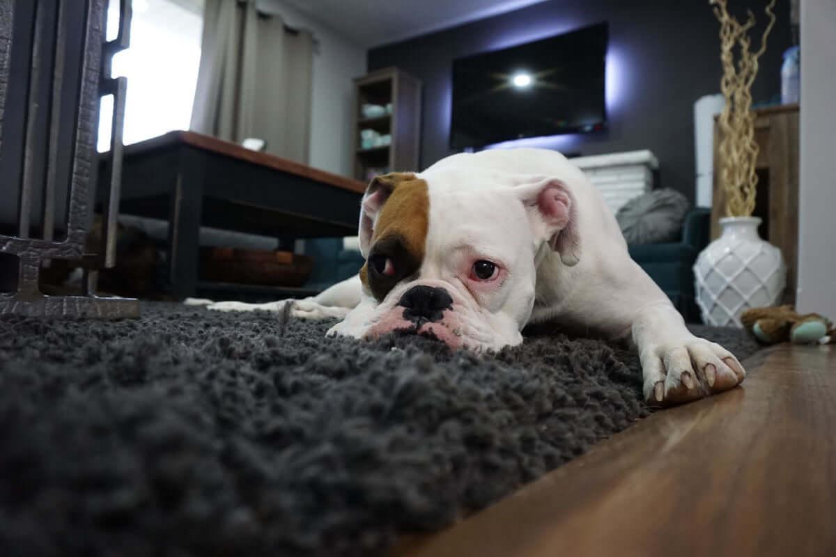 A dog lying on a carpet in a living room
