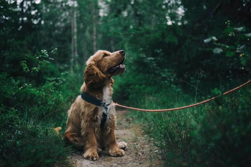 dog on leash