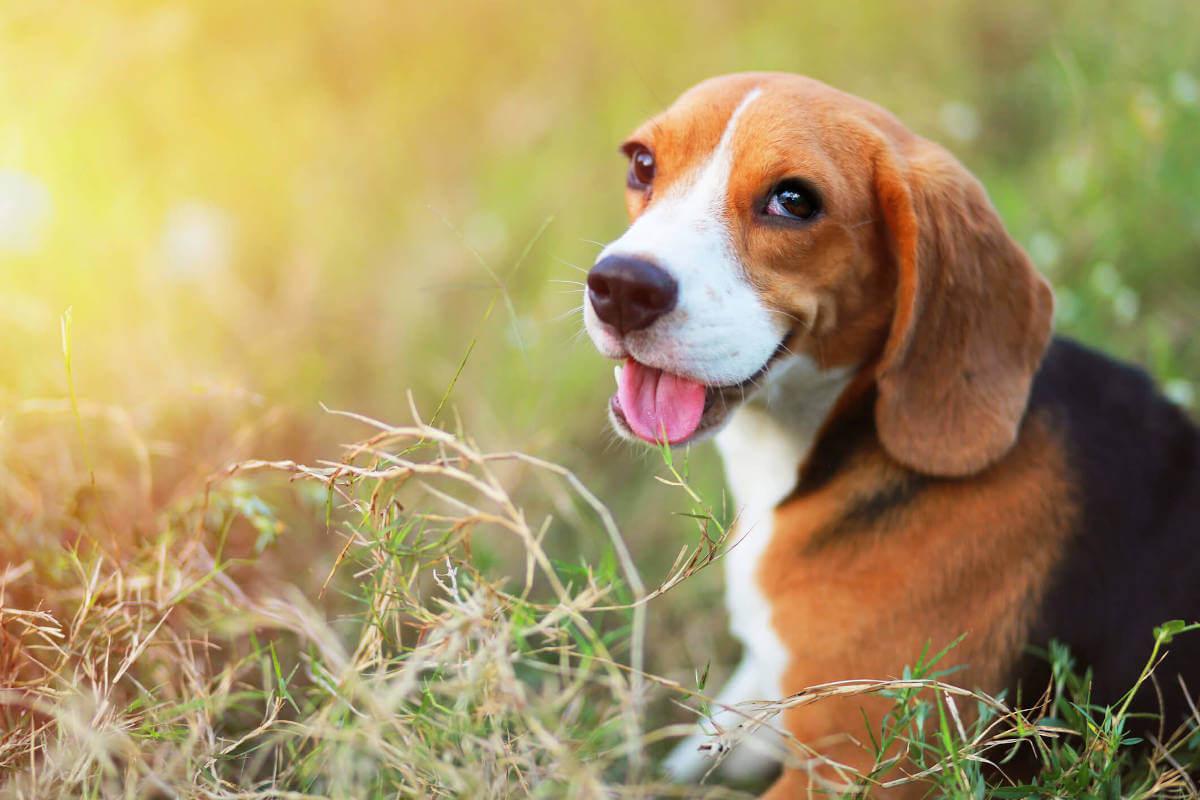 A dog sitting in a grassy field looking at the camera