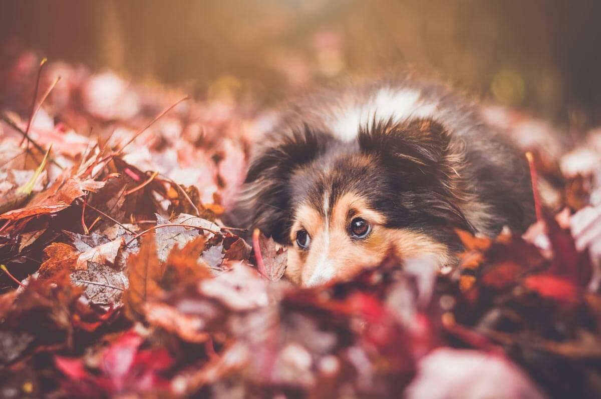 dog in leaves