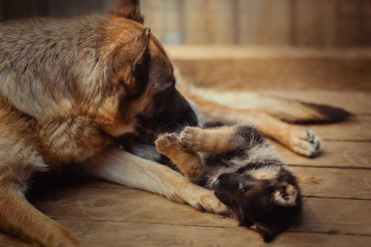 A adult dog playing with a puppy