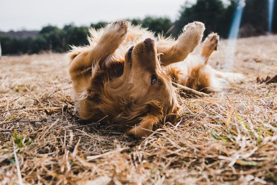 Dog laying in grass trying to scratch its back