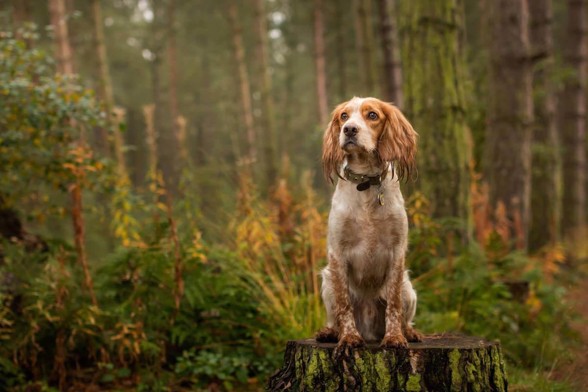 Dogs' Food Myths and Truths - James Wellbeloved UK