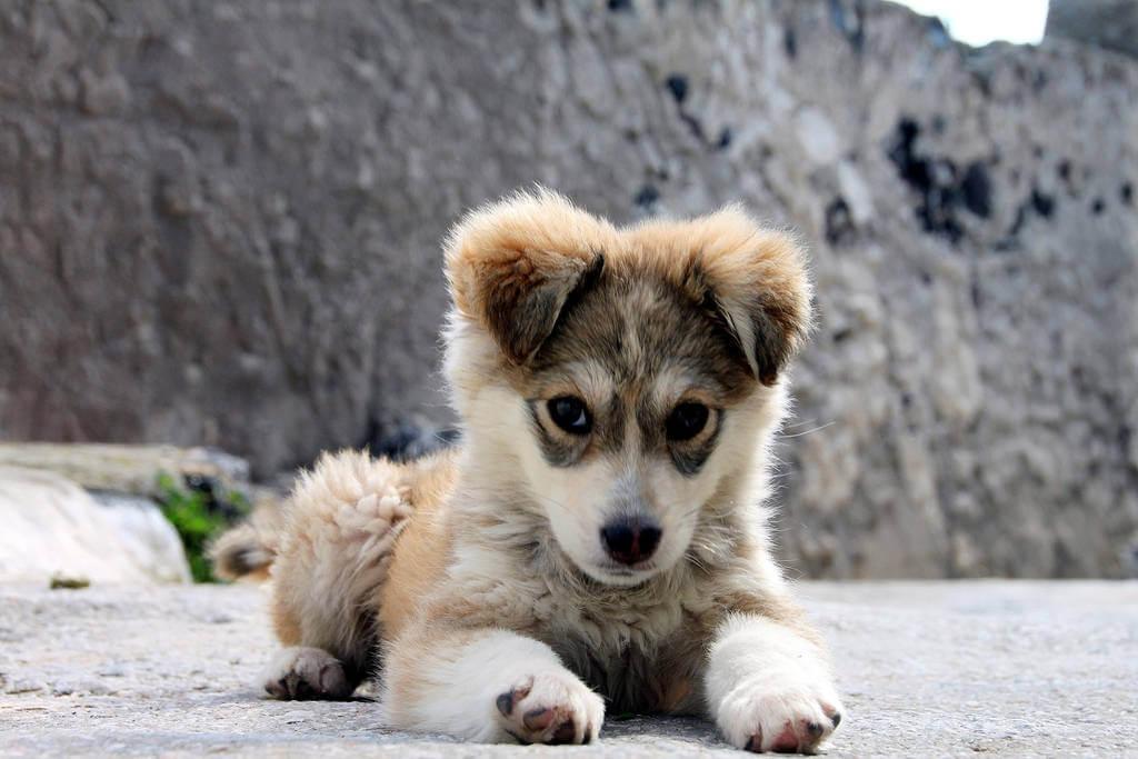 Find inspiration for your next dog’s name - James Wellbeloved UK