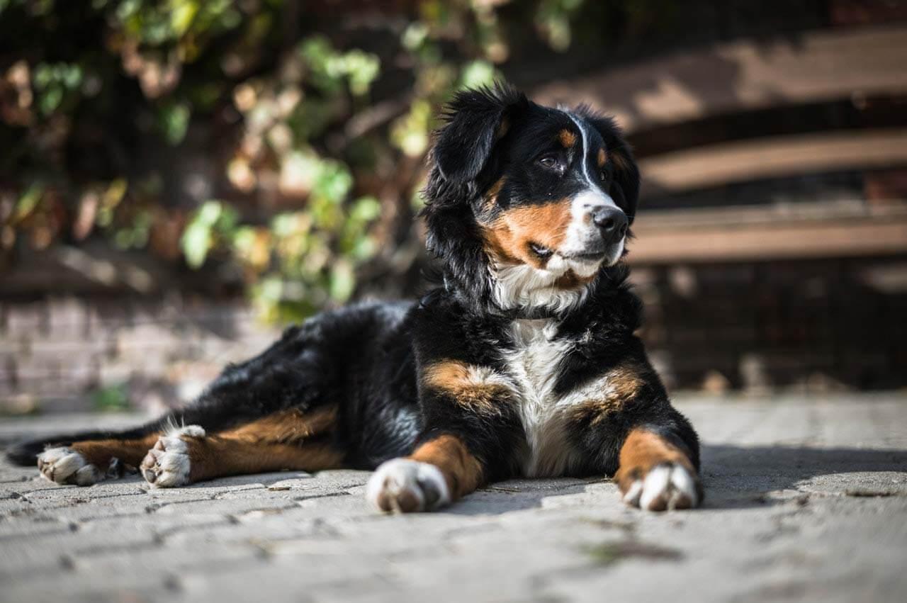 dog laying on a path
