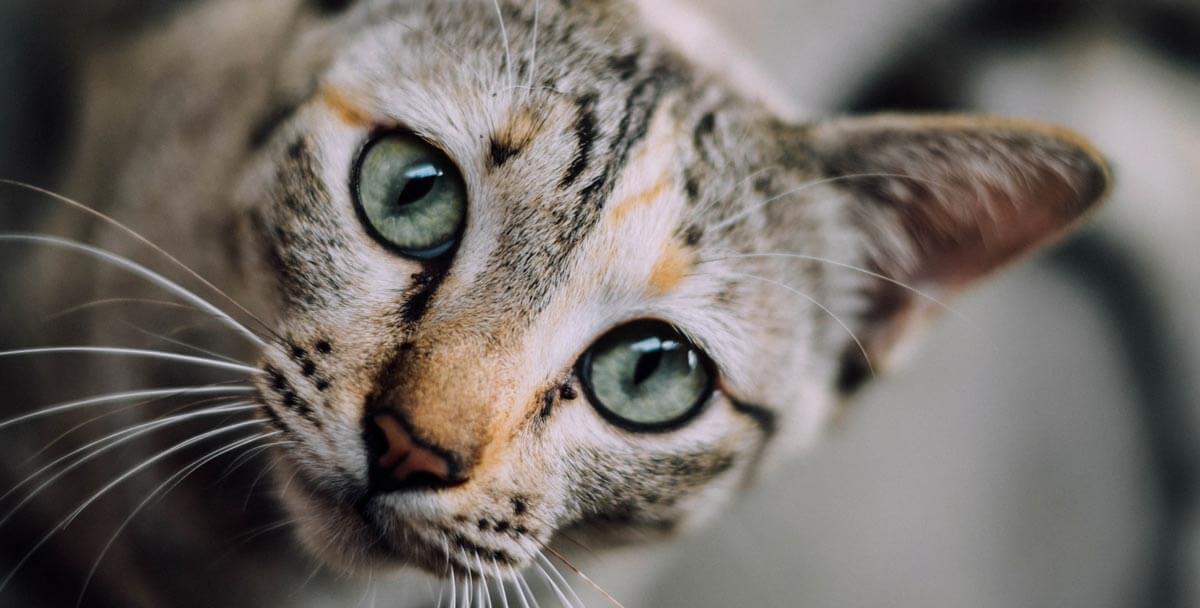 cats face