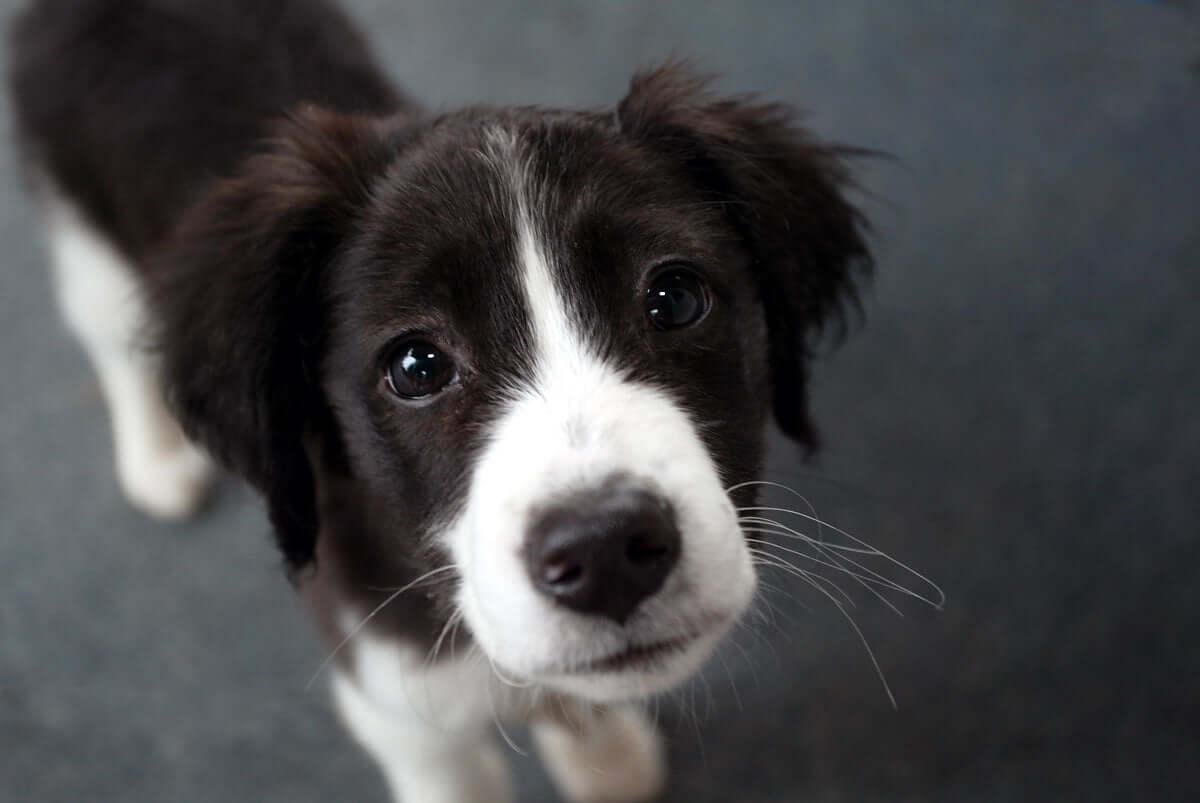 puppy looking up