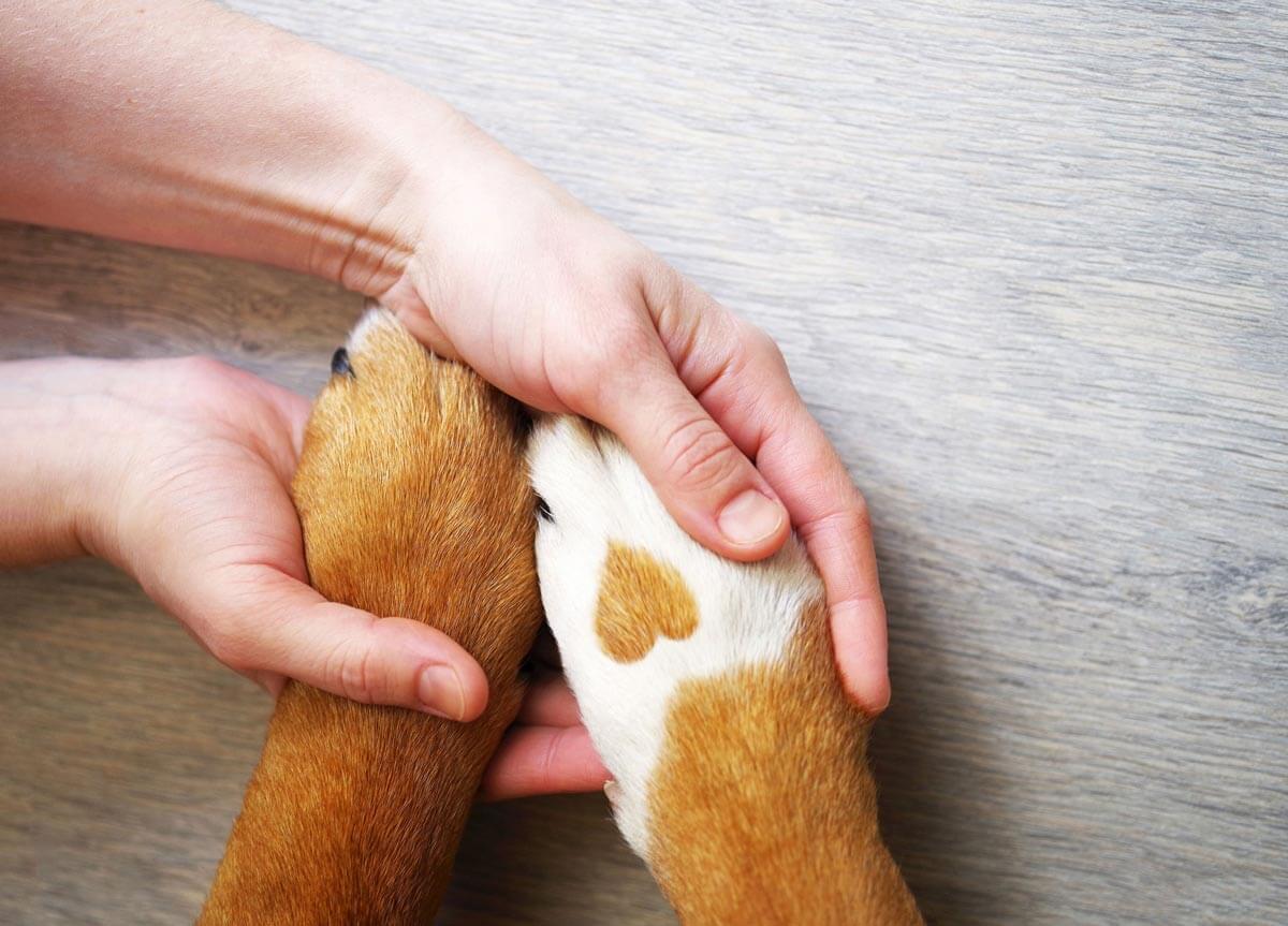hands holding paws
