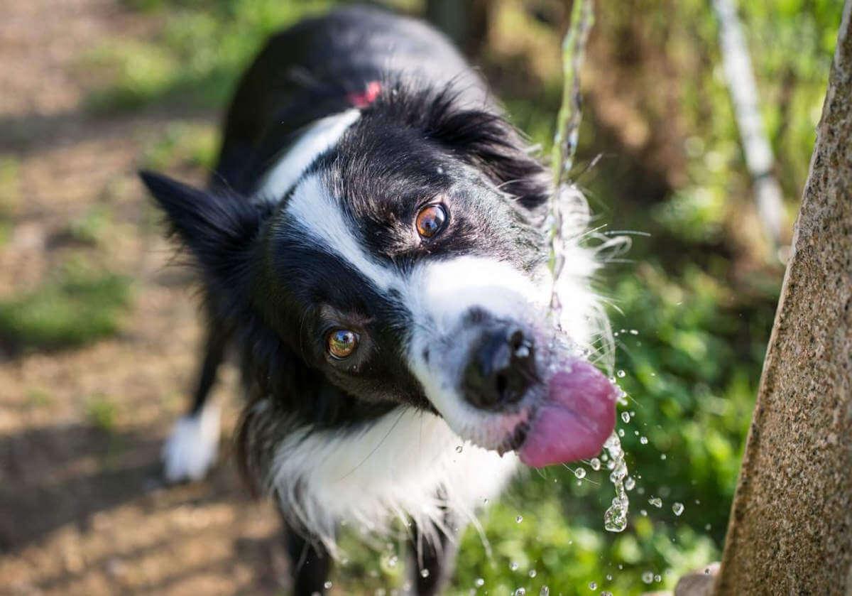 A dog drinking water from an outside tap