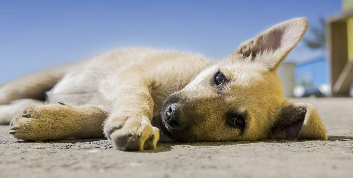 dog lying down
