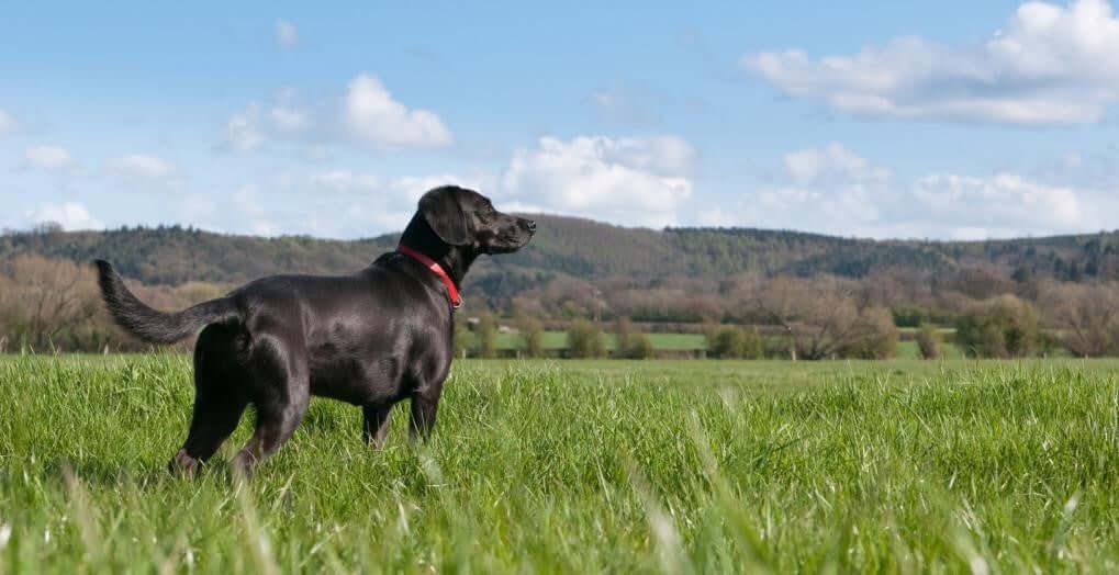 dog on green grass