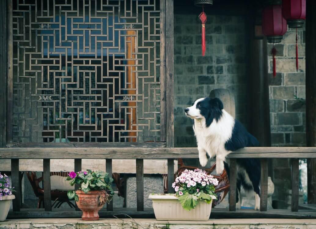 Dog resting on a low fence outside a house