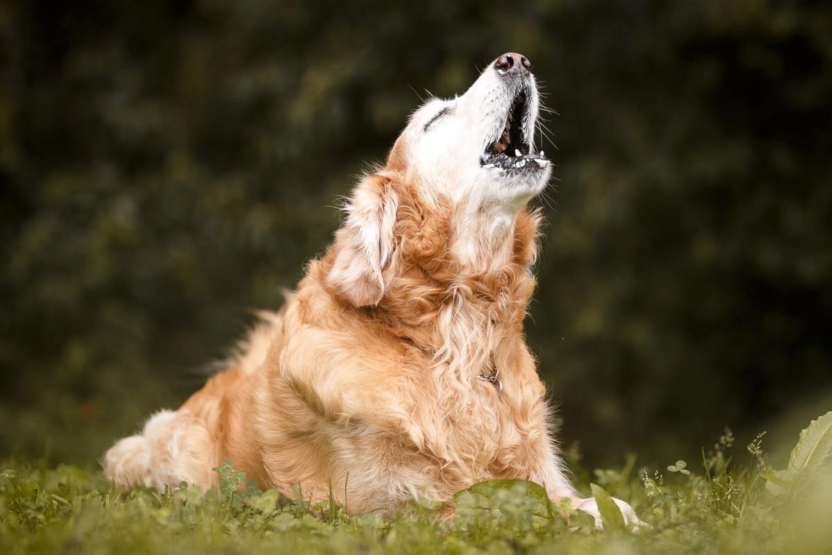 dog howling