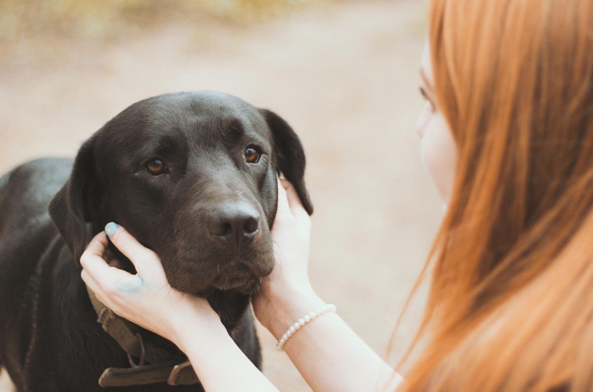 dog getting a scratch