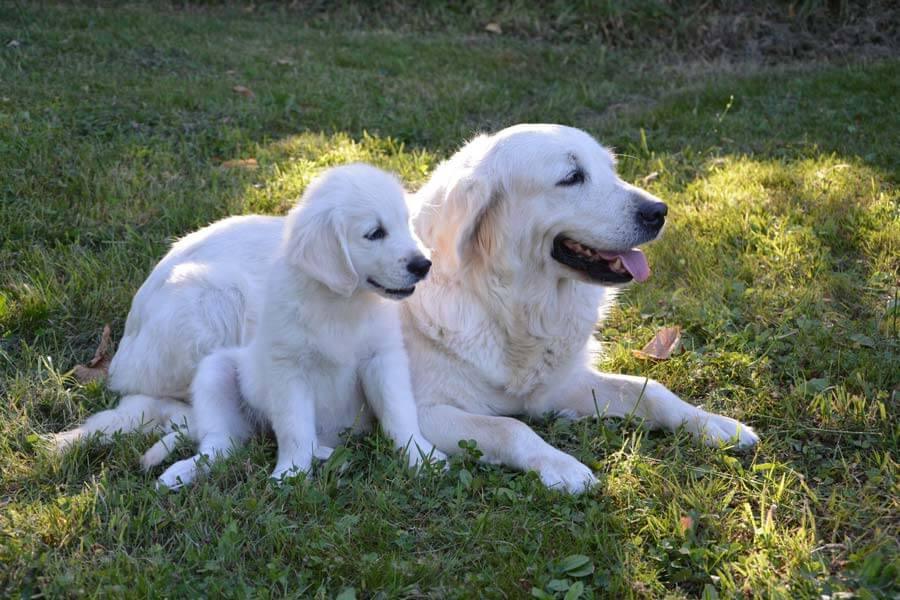 two golden retrievers