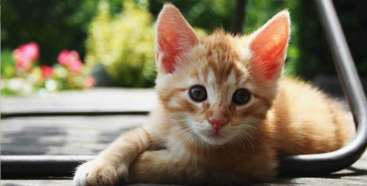 Kitten lounging outdoors under a chair