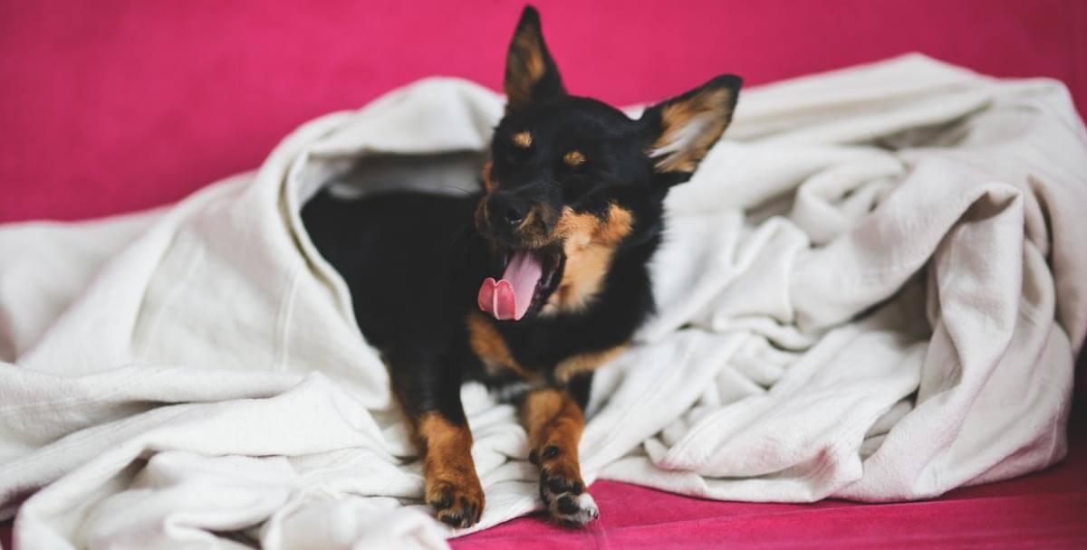 dog on blanket