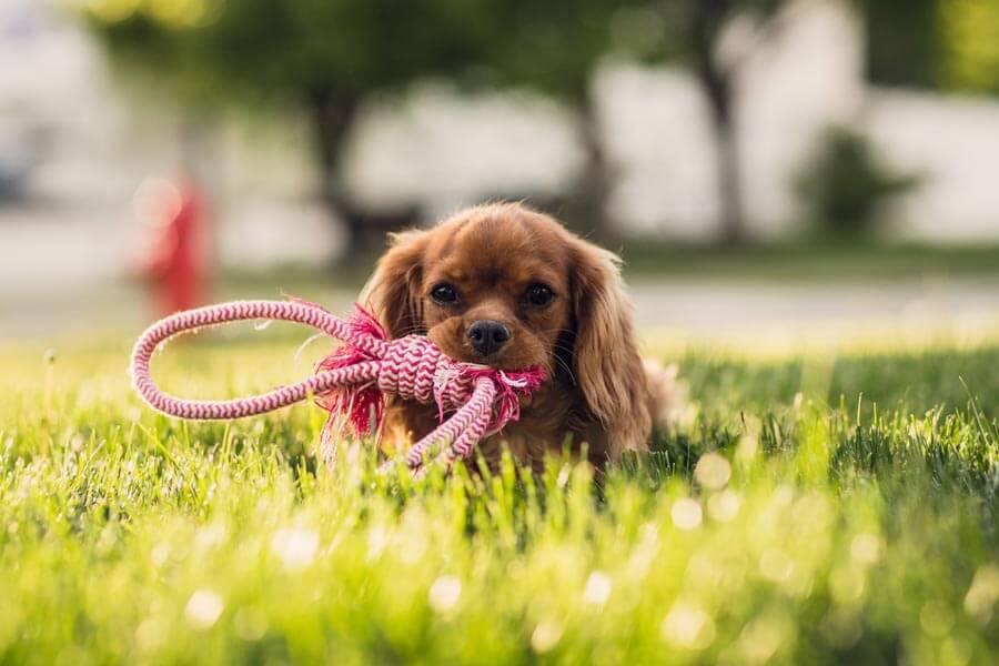 dog with rope