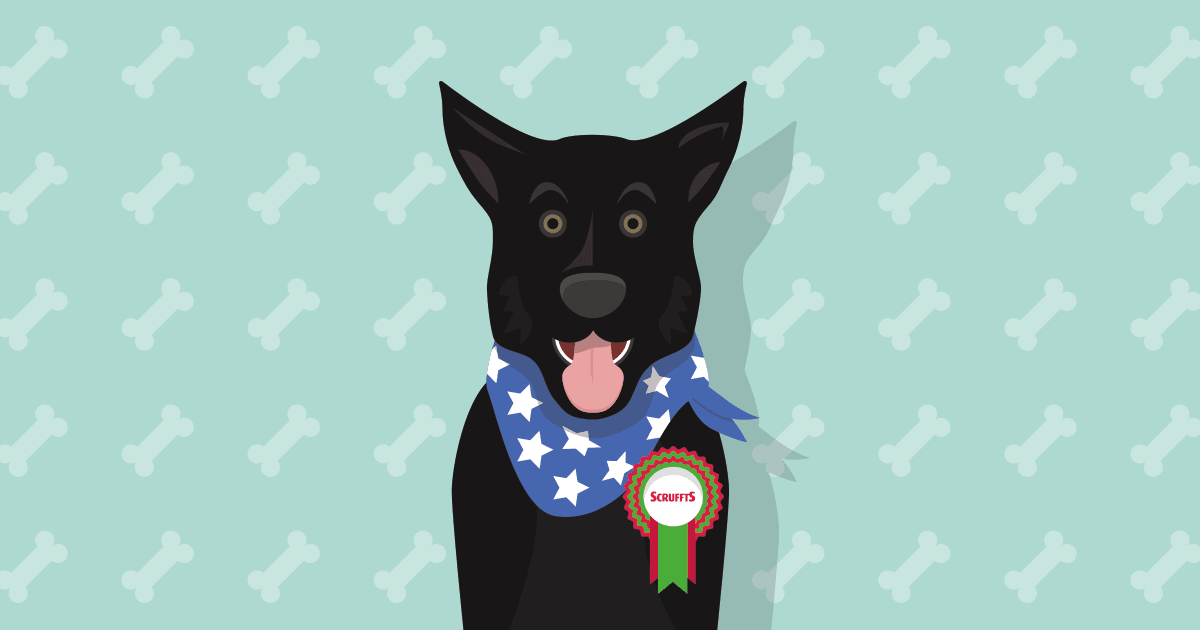 Cartoon dog with Scruffts award