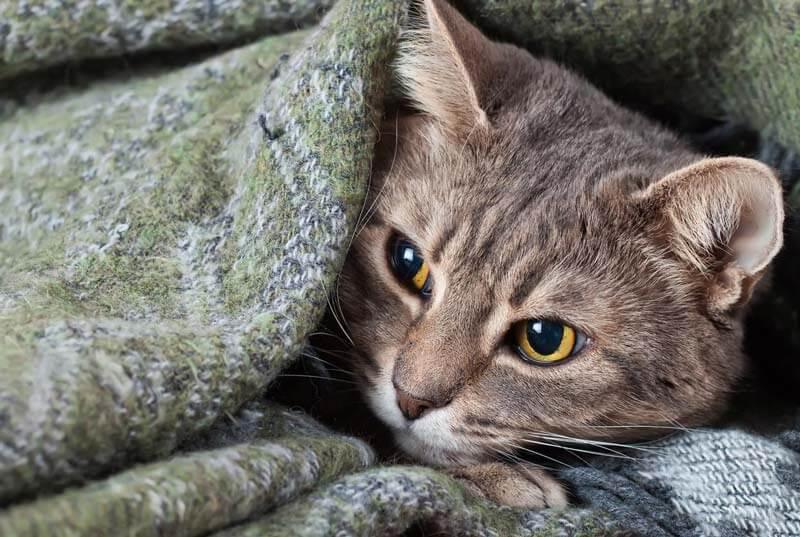 cat under blanket