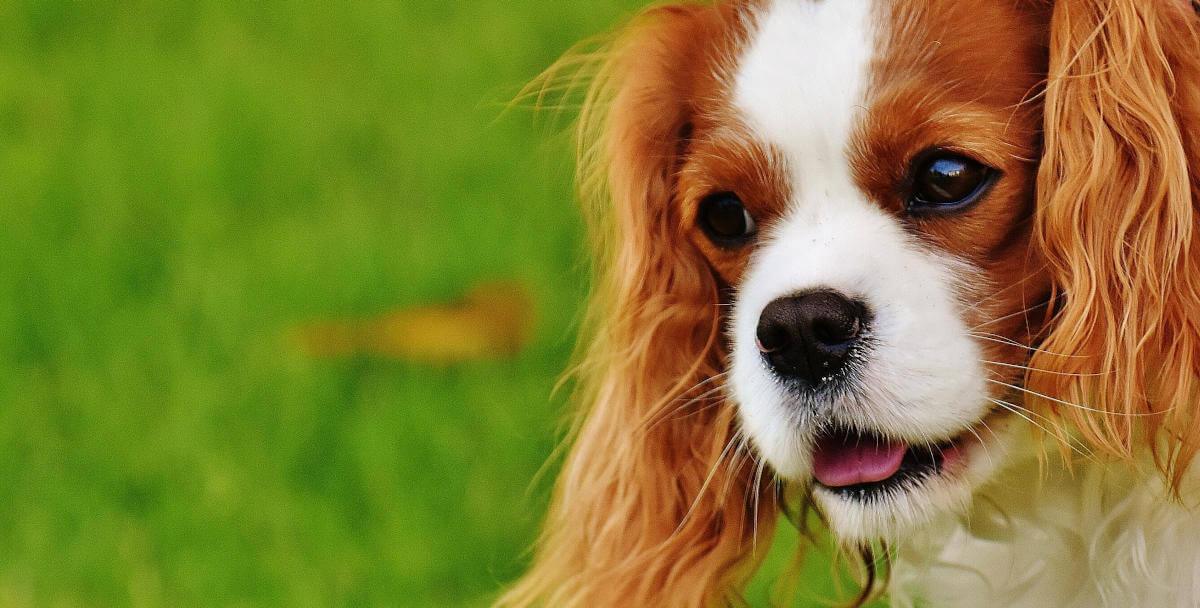 A close up of a small dog in a field