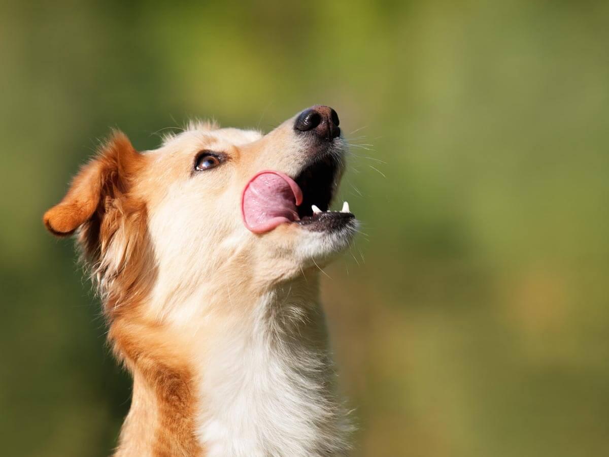 dog licking it lips