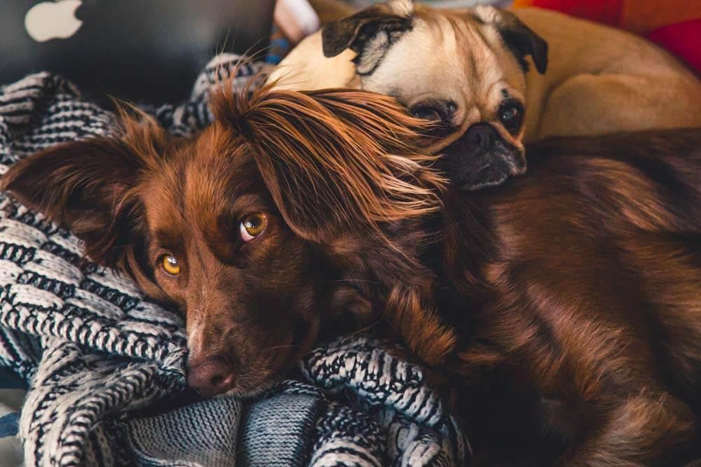 dogs on blanket