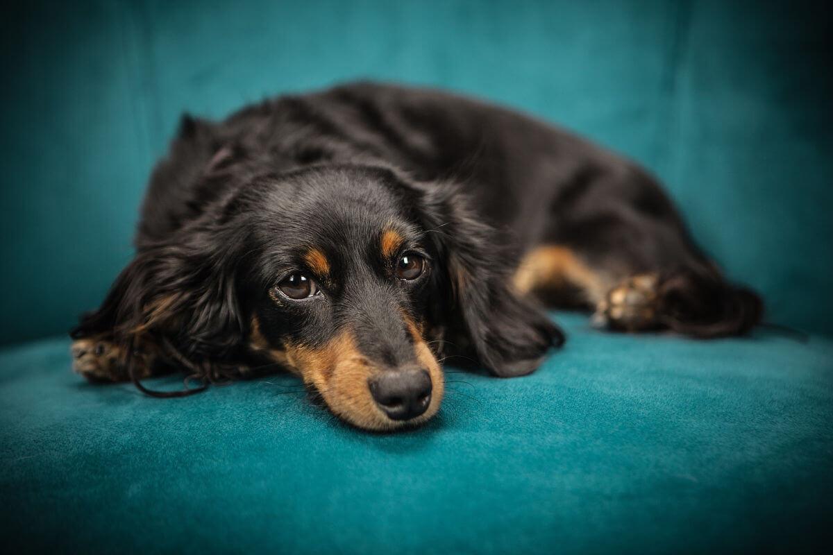 A dog curled up on a blue chair