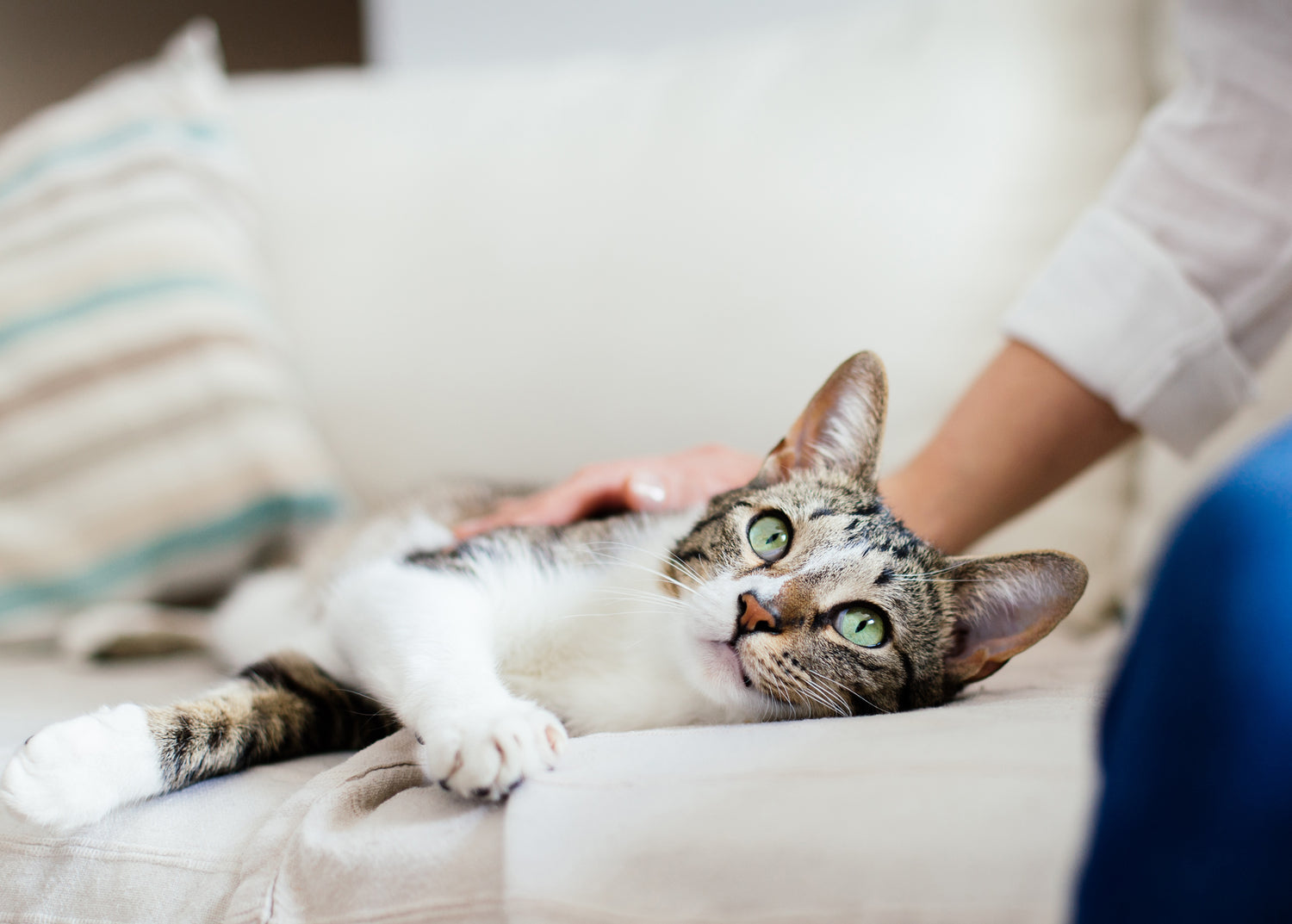 Caring for Cat picture
