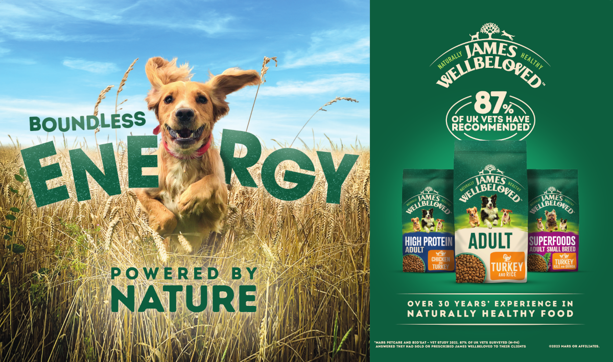 DOG_Boundless Energy
