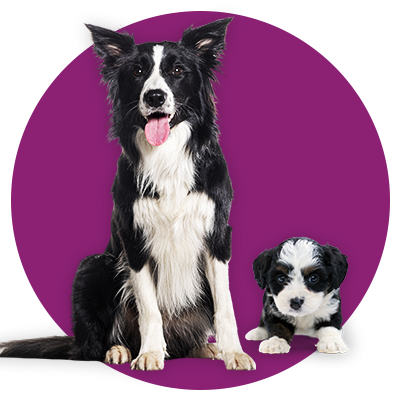 Nursing_and_Breeding_2