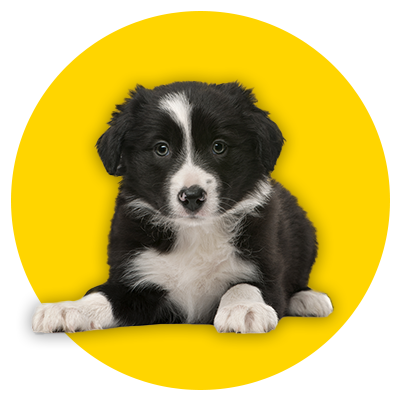 Puppy_2